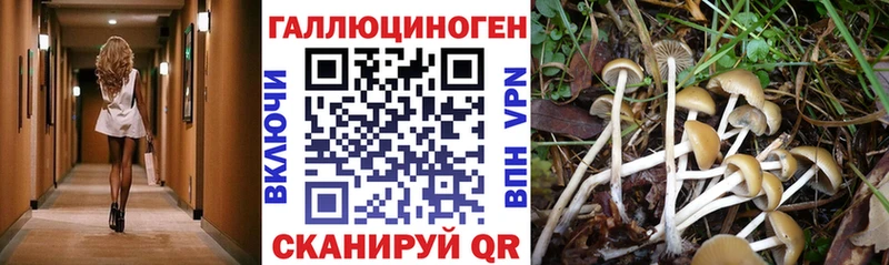 Галлюциногенные грибы Psilocybine cubensis Великие Луки