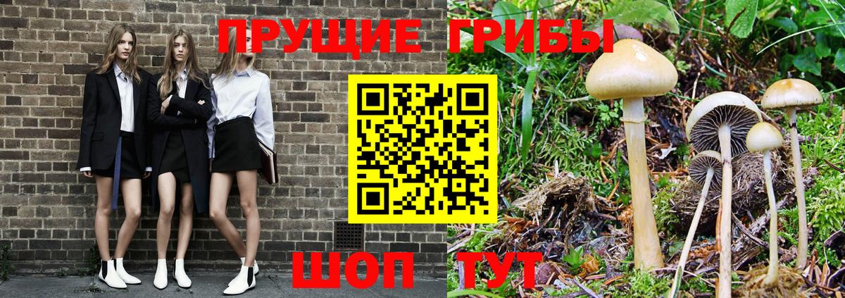 Псилоцибиновые грибы мицелий Великие Луки